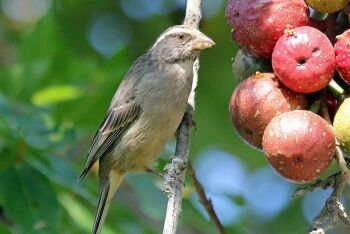 Streaky-headed Seedeater eating Cape fig, Plettenberg Bay
